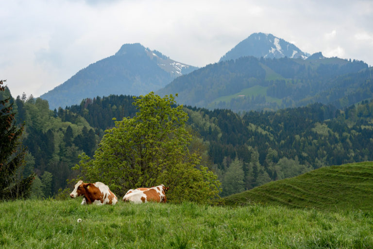 Gruyères cows